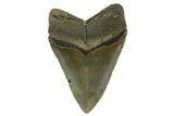Fossil Megalodon Tooth - North Carolina #328248-1
